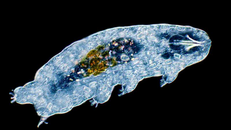 tardigrade la microscop