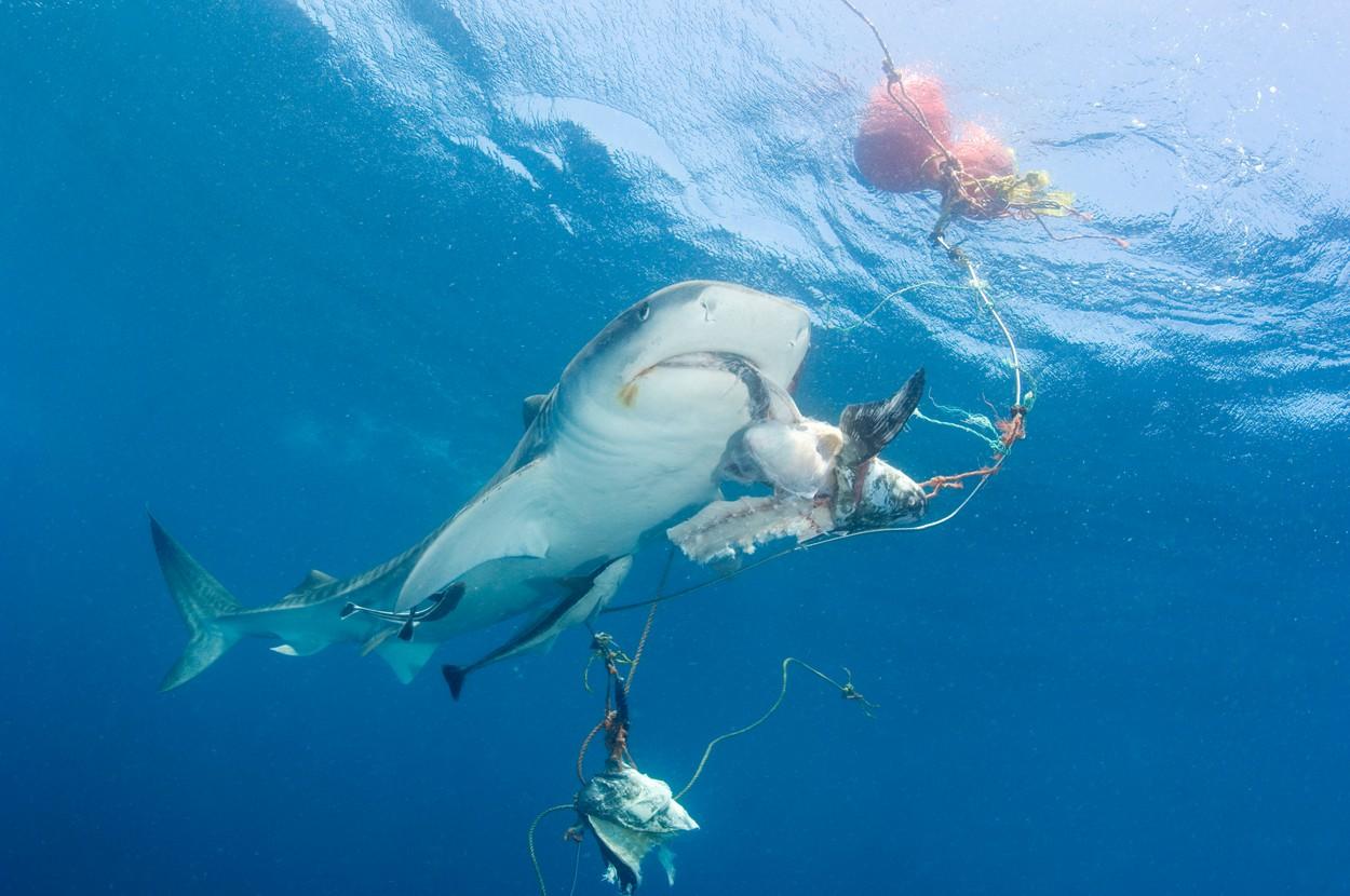 Rechin-mutant, cu două capete, descoperit &icirc;n India. Cum arată creatura bizară