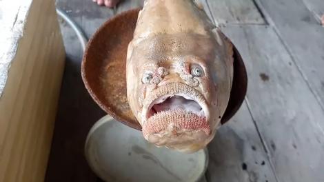 Creatură bizară, cu față de om, descoperită de un pescar. Ce este și de ce a atras atenția