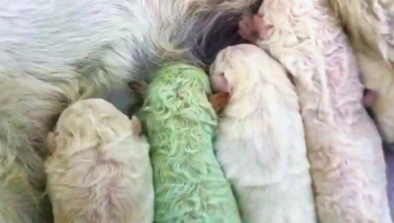 Fistic, un câine ce s-a născut cu blana de culoare verde, în Sardinia (sursa foto: captură video)