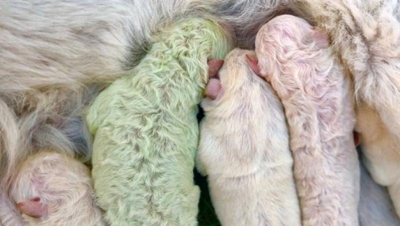 Fistic, un câine ce s-a născut cu blana de culoare verde, în Sardinia (sursa foto: captură video)