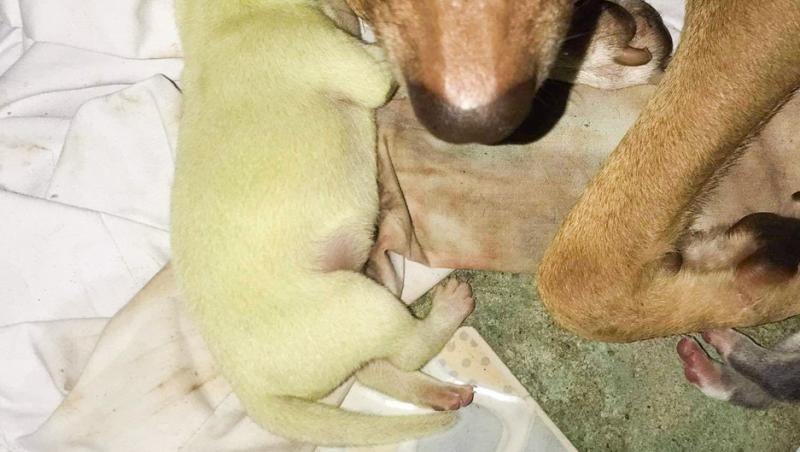 Un câine s-a născut cu blana de culoare verde, în Filipine (sursa foto: Profimedia)