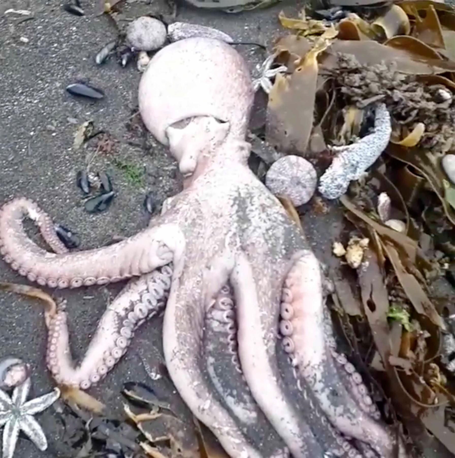 Catastrofă ecologică &icirc;n Rusia: sute de animale marine eșuate la mal. Explicația &icirc;ngrijorătoare a morții lor suspecte