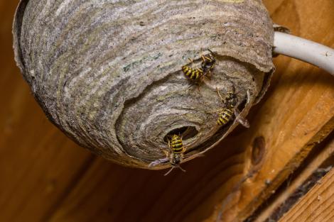 Au tăiat un cuib de viespi în jumătate. Ce detaliu fascinant au descoperit în interior: VIDEO