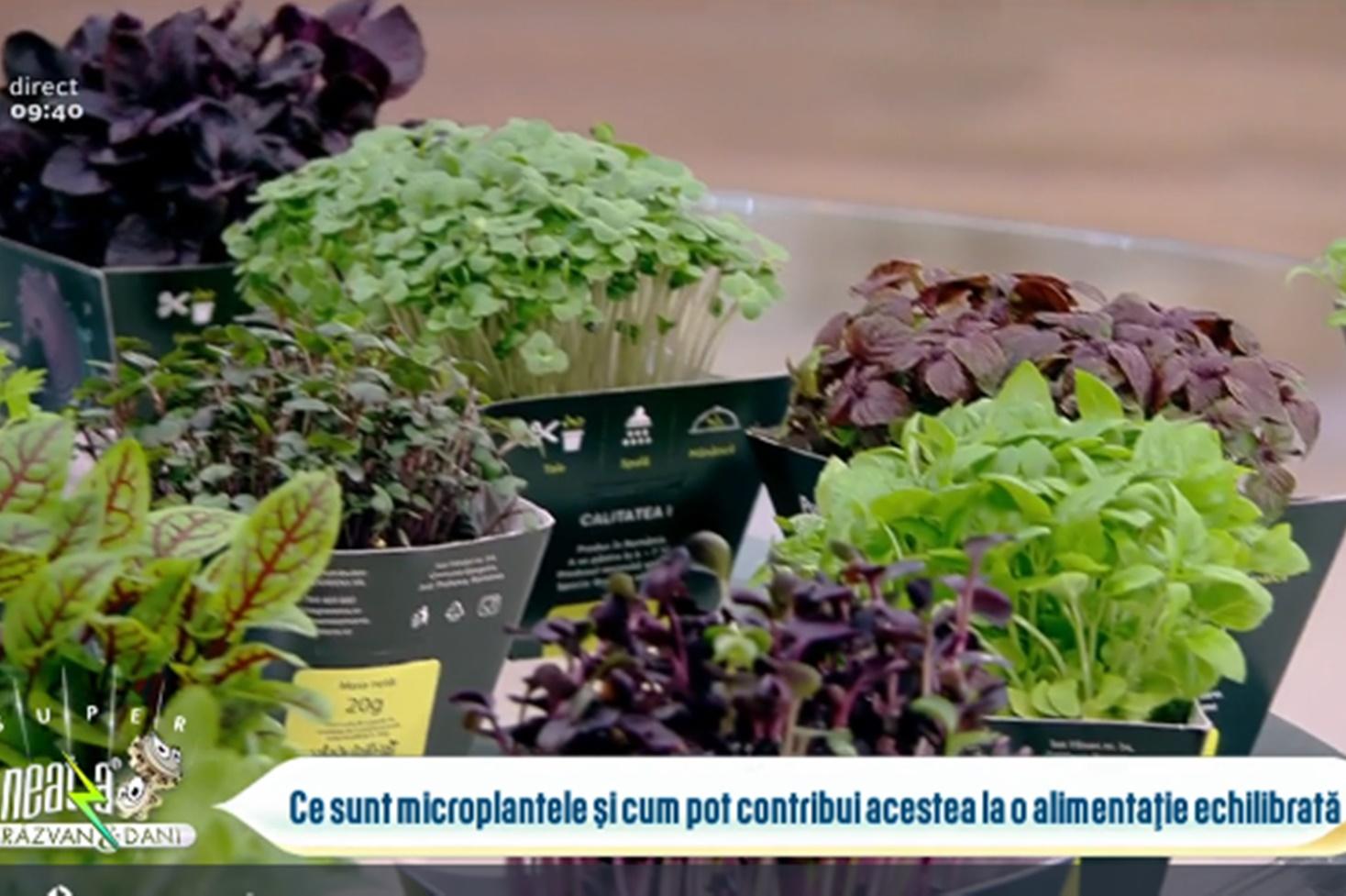 Rolul microplantelor în preparatele culinare și a alimentației echilibrate