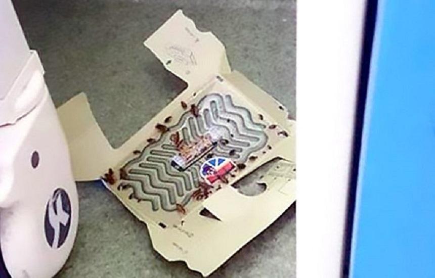 Amendă de 2.000 de lei pentru epidemiologul Spitalului Judeţean Focşani, după apariţia imaginilor cu capcane pentru g&acirc;ndaci instalate &icirc;n Secţia Pediatrie