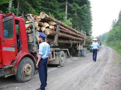 Comisia Europeană avertizează România în cazul exploatărilor forestiere ilegale