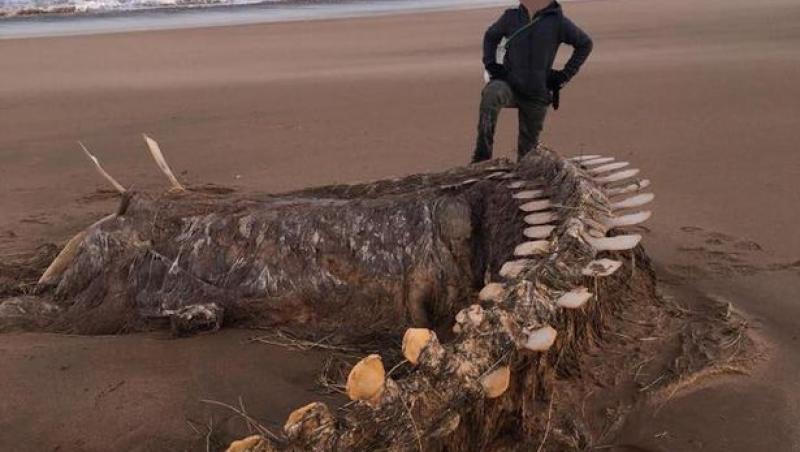 Scheletul unei CREATURI surprins pe o plajă din Scoția! 