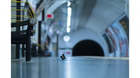 Bătălia dintre doi șoareci pe un peron de metrou devine fotografia anului la secțiunea "animale sălbatice"