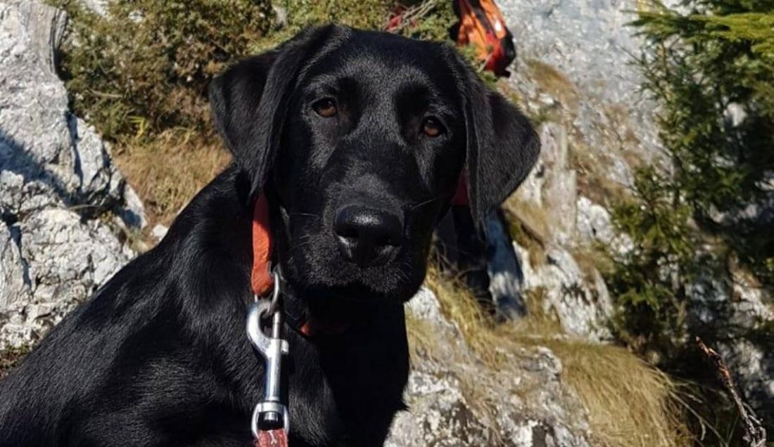 Ea este Maya, c&acirc;inele antrenat pentru salvarea de vieți omenești: "E capabilă să găsească persoane sub dăm&acirc;nături, &icirc;n caz de cutremur"