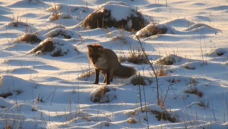 Imagini amuzante cu vulpița v&acirc;nător &icirc;n plină acțiune. "Credeam că sare mai departe un pic&rdquo;