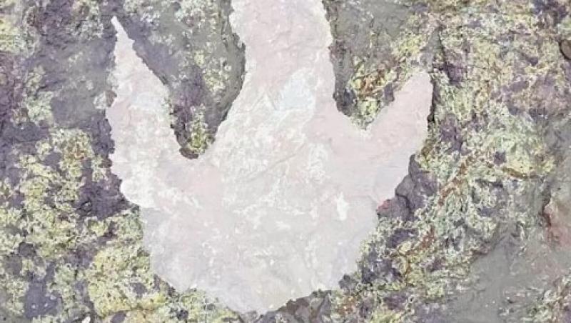 O amprentă veche de peste 130 de milioane de ani, descoperită în urma ravagiilor făcute de furtuna Ciara