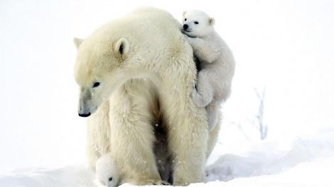 Urșii polari ar putea fi în pericol de dispariție. Ei devin mai slabi și fac tot mai puțini pui