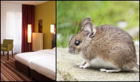 Cum să stai gratis la hotel: Un bărbat a venit cu șobolani și hamsteri băgați &icirc;n geantă, de acasă, pe care &icirc;i lăsa liberi prin cameră