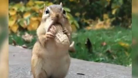 Arahida buclucașă, o provocare mult prea mare pentru o veveriță