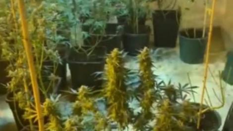 „Averea” unui oltean, culturi de cannabis indoor. Ce au descoperit procurorii DIICOT