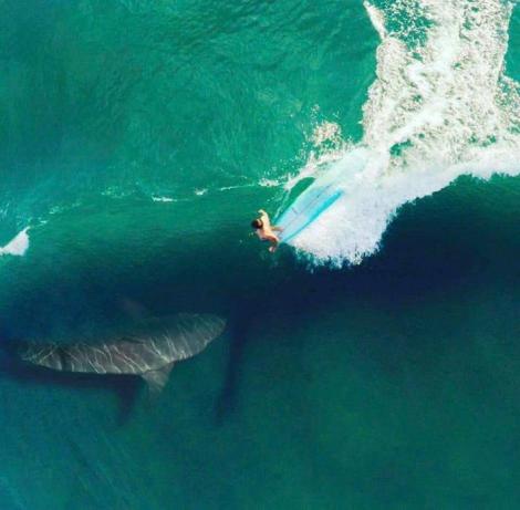 Video.A fost la un pas de moarte.Ce a descoperit un surfer când a ieșit din apă?