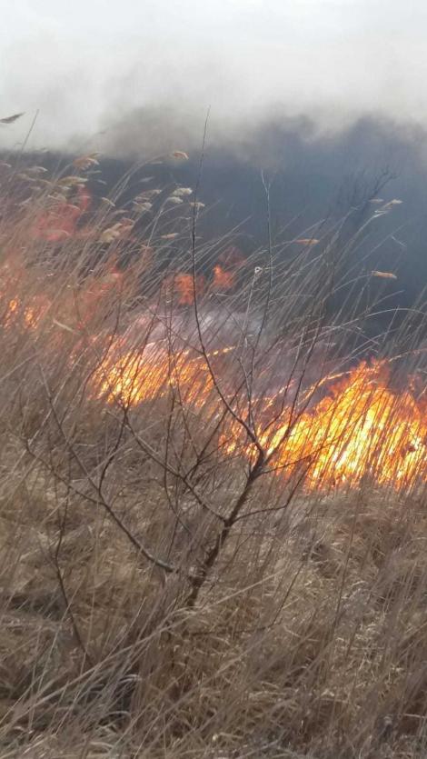 Constanţa: Incendiu pe o suprafaţă de 30 de hectare/ Din cauza vântului, focul s-a extins şi la o pădure de plopi albi