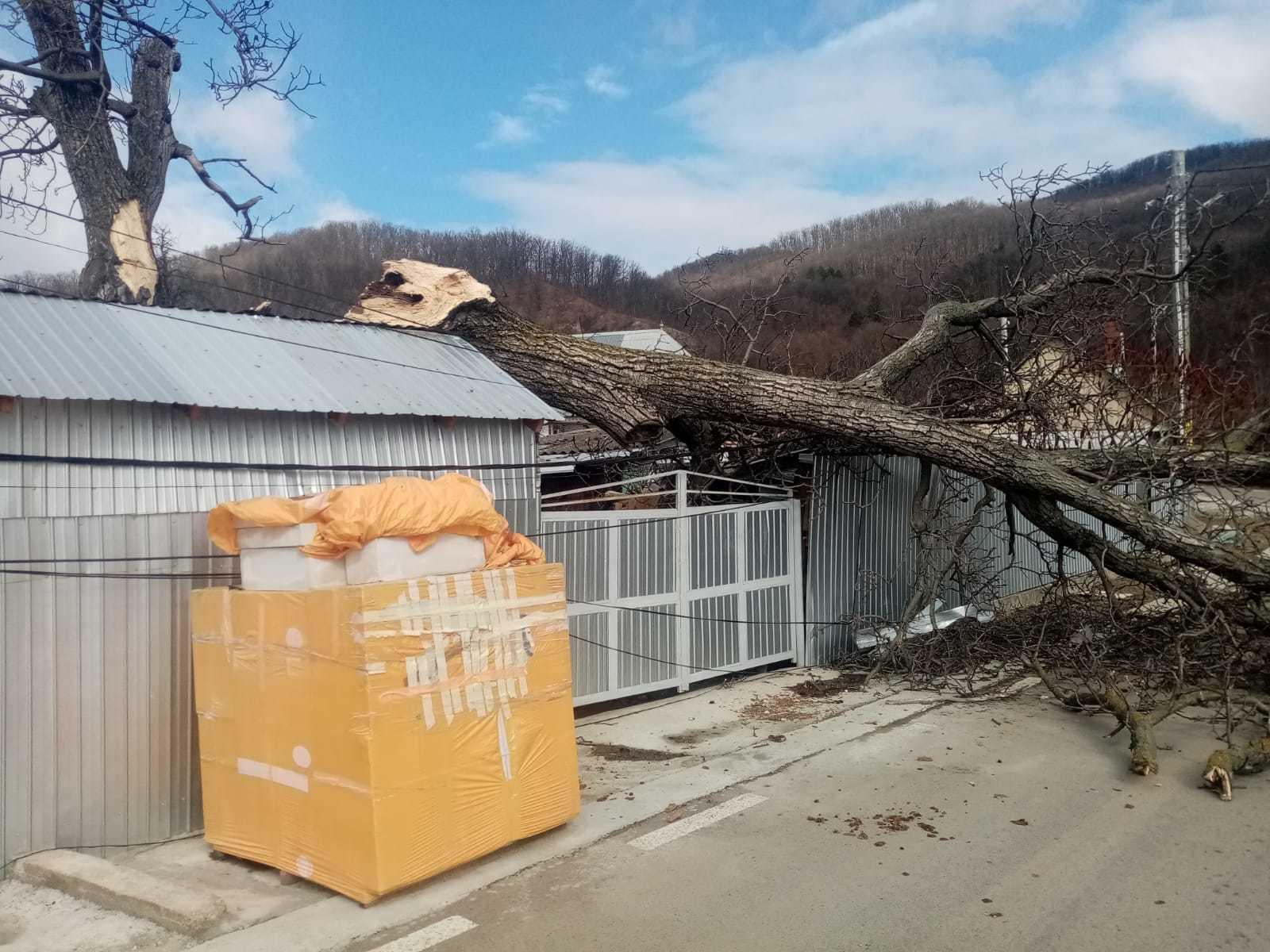 Neamţ: O femeie de 57 de ani rănită de crengile unui copac dobor&acirc;t de v&acirc;nt