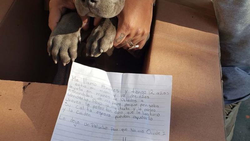 Un băiețel de 12 ani și-a lăsat câinele la un adăpost pentru a-l salva de bătile tatălui.