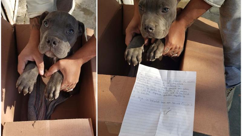 Un băiețel de 12 ani și-a lăsat câinele la un adăpost pentru a-l salva de bătile tatălui.