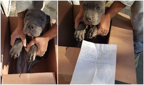 Ți se rupe sufletul! Un băiețel de 12 ani și-a lăsat c&acirc;inele la un adăpost pentru a-l salva de bătăile tatălui. Acesta l-a pus &icirc;ntr-o cutie și a scris un bilet emoționant: "I-am lăsat o jucărie să nu mă uite niciodată"