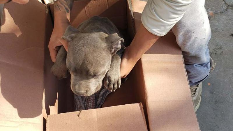 Ți se rupe sufletul! Un băiețel de 12 ani și-a lăsat câinele la un adăpost pentru a-l salva de bătăile tatălui. Acesta l-a pus într-o cutie și a scris un bilet emoționant: 