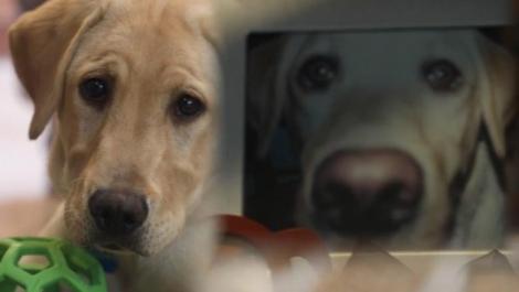 O familie a plătit 50.000 de dolari ca să îl cloneze pe câinele care le-a salvat viața "Are aceeași personalitate"
