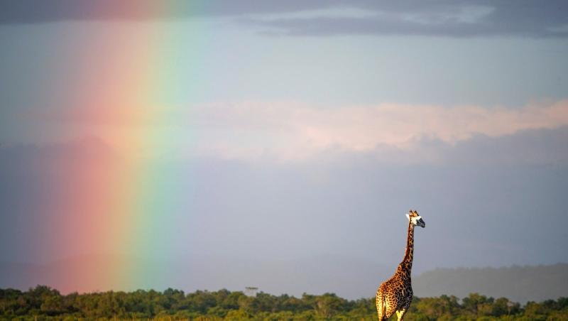 Imagini unice din Safari. O girafă surprinsă în mijlocul unui curcubeu în sălbăticie | Galerie foto