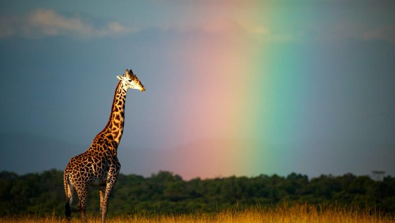 O girafă surprinsă în mijlocul unui curcubeu în sălbăticie | Galerie foto