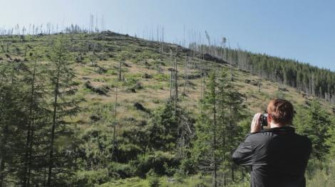 „Lemn”, un documentar despre tăierile ilegale de păduri din România, în competiţie la Festivalul Internaţional de la Copenhaga