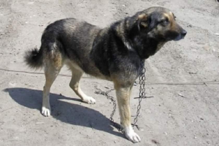 Vietnamezi acuzaţi că au m&acirc;ncat c&acirc;inii unor localnici