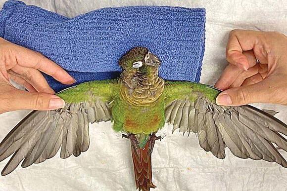 Un stăp&acirc;n i-a tăiat aripile cu o foarfecă.Papagalul mutilat de stăp&acirc;n a primit aripi cu care să zboare din nou