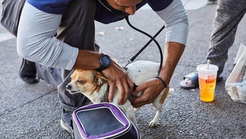 Face muncă pe gratis! Medicul veterinar care merge pe jos kilometri întregi și salvează toate animalele pe care le întâlnește