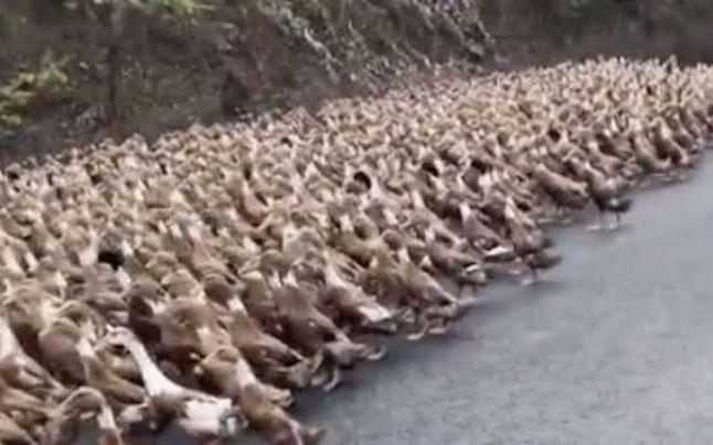 &bdquo;&Icirc;nainte, MAC!&rdquo;. China a trimis o armată de rațe &icirc;ntr-o misiune, pentru a salva vieți