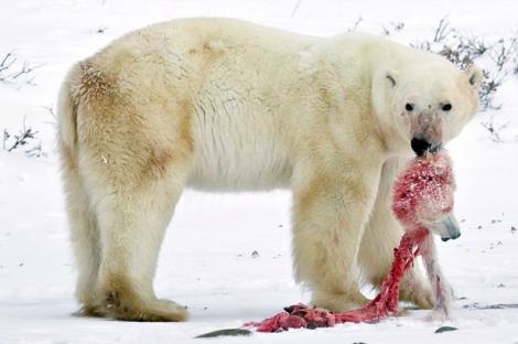 Natura plânge!Urșii polari au recurs la canibalism, din cauza încălzirii globale și a lipsei de hrană