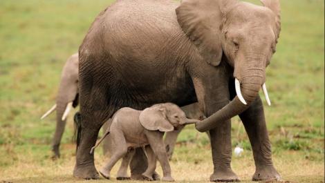 Un elefant a oprit traficul pentru a-și învăța puiul "să fure" mâncare din mașini. VIDEO