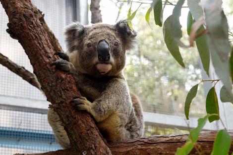 Zeci de urși koala au fost rași cu buldozerul, într-o pădure de eucalipt din Australia