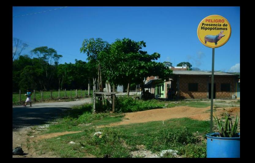 Hipopotamii lui Escobar, problemă pentru mediu