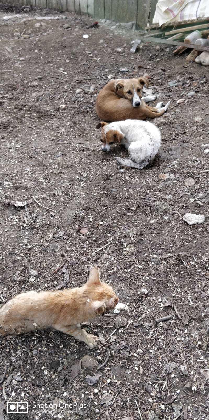 Un incendiu a distrus locuinţa unei femei din Vrancea, ea fiind dusă la spital după un atac de panică; pompierii au salvat şi au resuscitat doi c&acirc;ini şi pisică, intoxicaţi cu fum