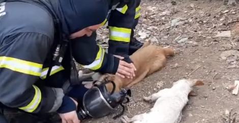 Plângi și aplauzi! Și pompierii noștri sunt eroi! Momentul emoționant când resuscitează un câine! „Hai, Bobiță. haide tati!”