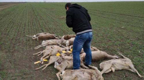 Mai multe căprioare, găsite moarte pe un c&acirc;mp din Olt. Directorul AJVPS: &rdquo;Au fost otrăvite!&rdquo;&nbsp;