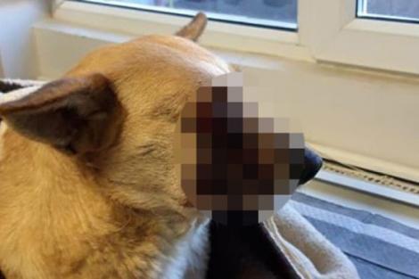 Un militar din Constanța a împușcat un câine în plină stradă! Cum a ajuns să își ispășească pedeapsa la Inspectoratul Şcolar