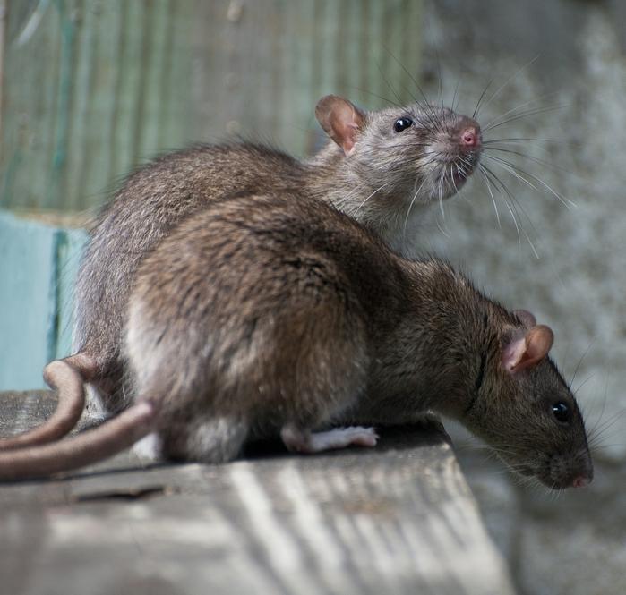 Un liceu de elită din Rom&acirc;nia, invadat de șoareci. Elevii, evacuați din clase după ce au refuzat să mai intre la ore&nbsp;