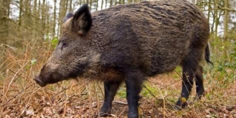 Prahova: 28 de noi focare de pestă porcină africană confirmate atât la mistreţi, cât şi la porci domestici