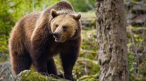 Harghita: Urs alungat de jandarmi de lângă o gospodărie
