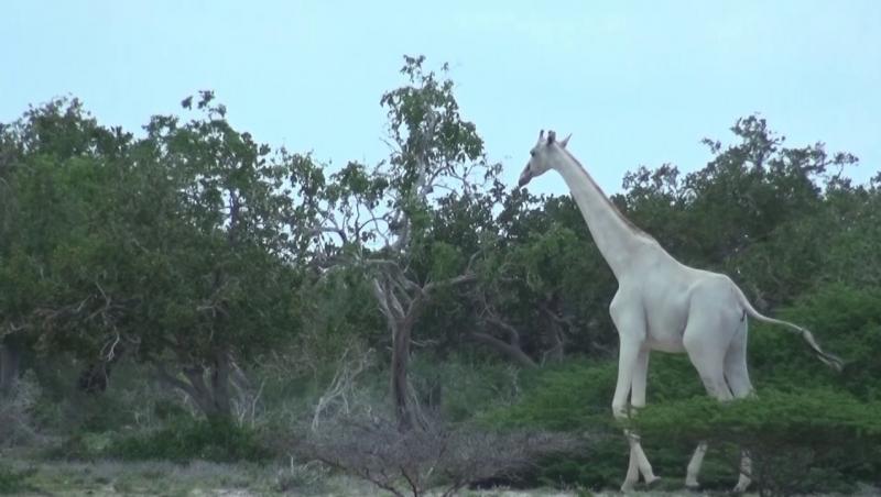 O girafă ALBĂ ca spuma laptelui și puiul ei, la fel de alb, măcelăriți!