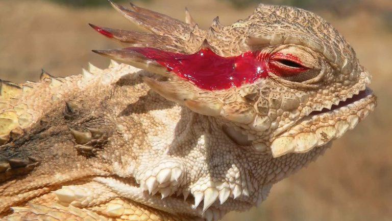 Video: &bdquo;Scuipă&rdquo; cu s&acirc;nge din ochi! O formă extremă de auto-apărare