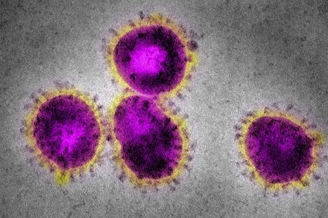 Nu scăpăm de coronavirus nici dacă vine vara. Expert al OMS, afirmație îngrijorătoare: ”Nu există nici o dovadă că virusul COVID-19 își va opri răspândirea!”