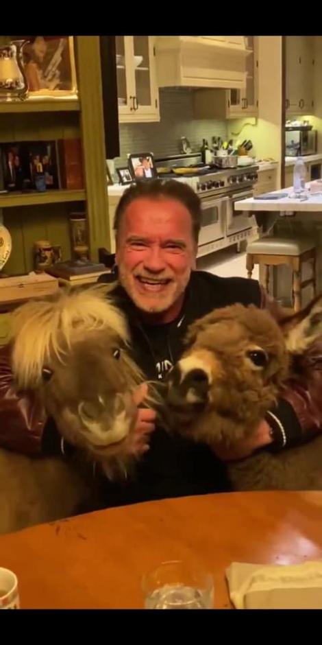 Video: Arnold Schwarzenegger nu se plictisește în autoizolare. Măgărușul și poneiul îi țin companie! „Noi nu mergem nicăieri, tot ce facem e să mâncăm alături de Whiskey și Lulu.”